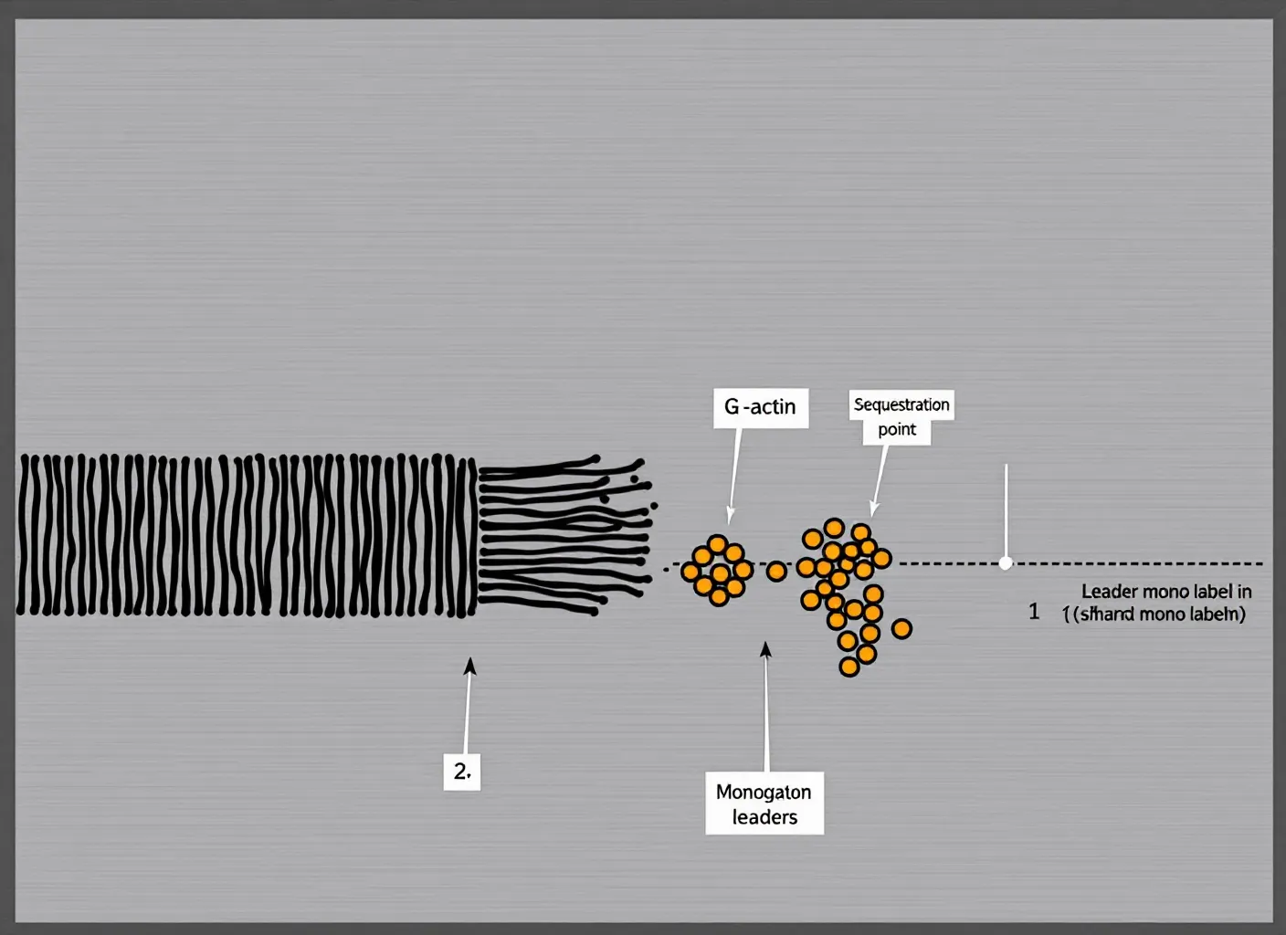 BPC-157 — vascular and connective-tissue mechanism